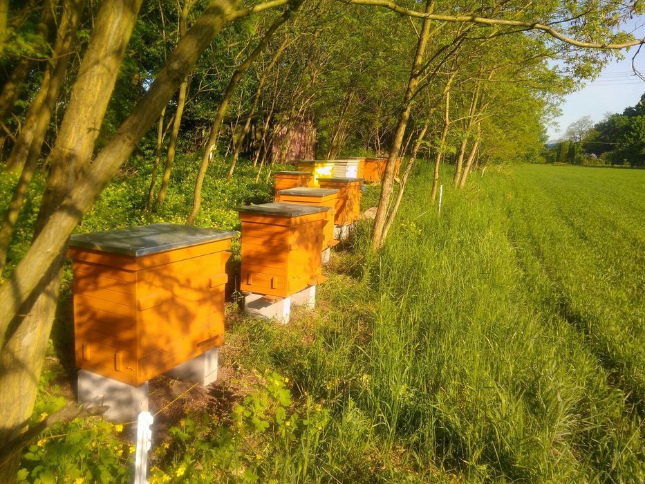 Prawdziwy miód prosto z pasieki