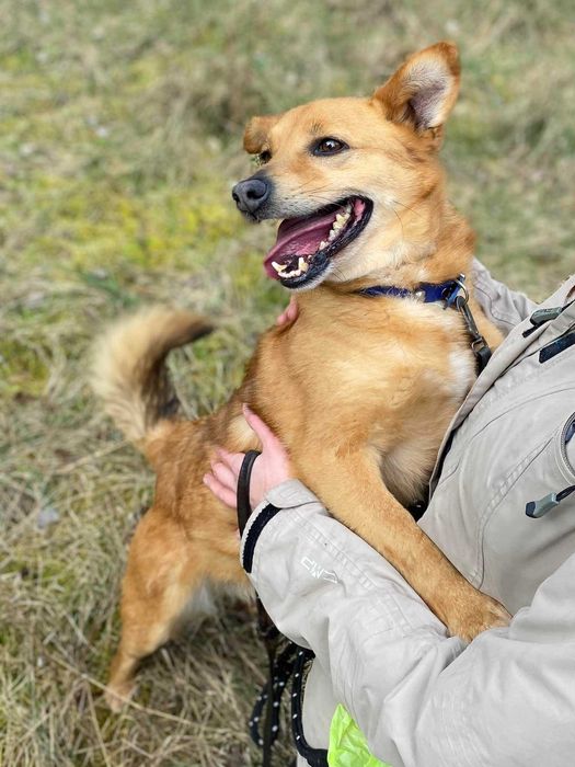 Niewielki rudy lisek Malik czeka na dom