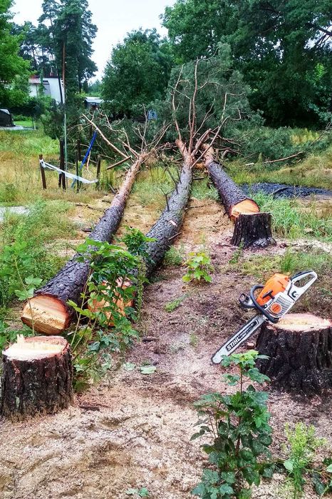 Wycinka pielęgnacja drzew, wycinanie, przycinanie, czyszczenie działek