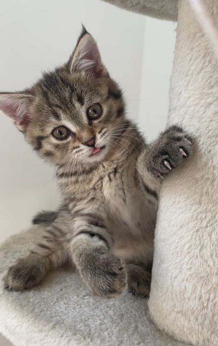 Девочка полосатик, шотландская табби, скотиш страйт