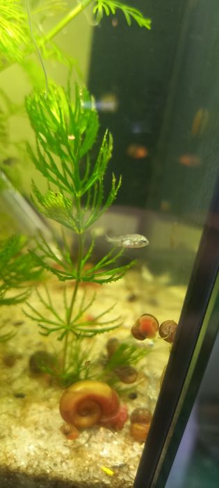 ciclídeo polar azul papagaio,