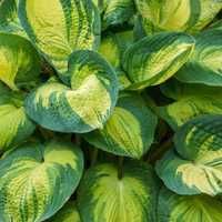 Hosta 'Great Expectations'