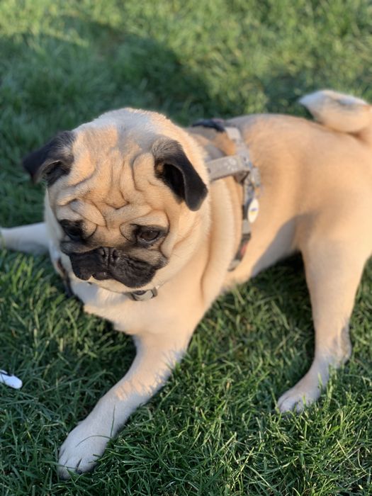 Мопс Ларри ищет даму для отношений)