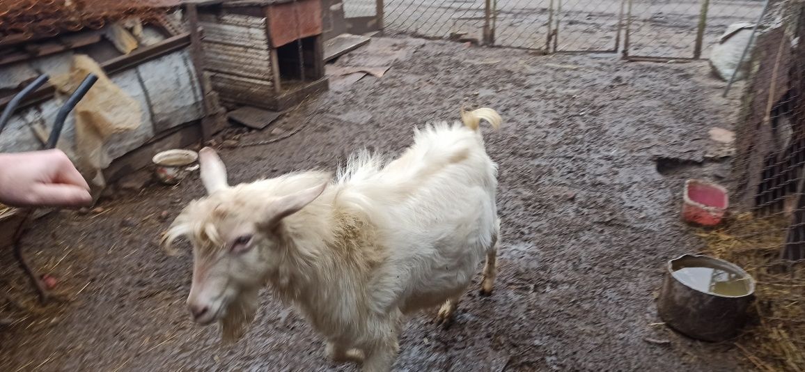 Робочий цап, 11 місяців