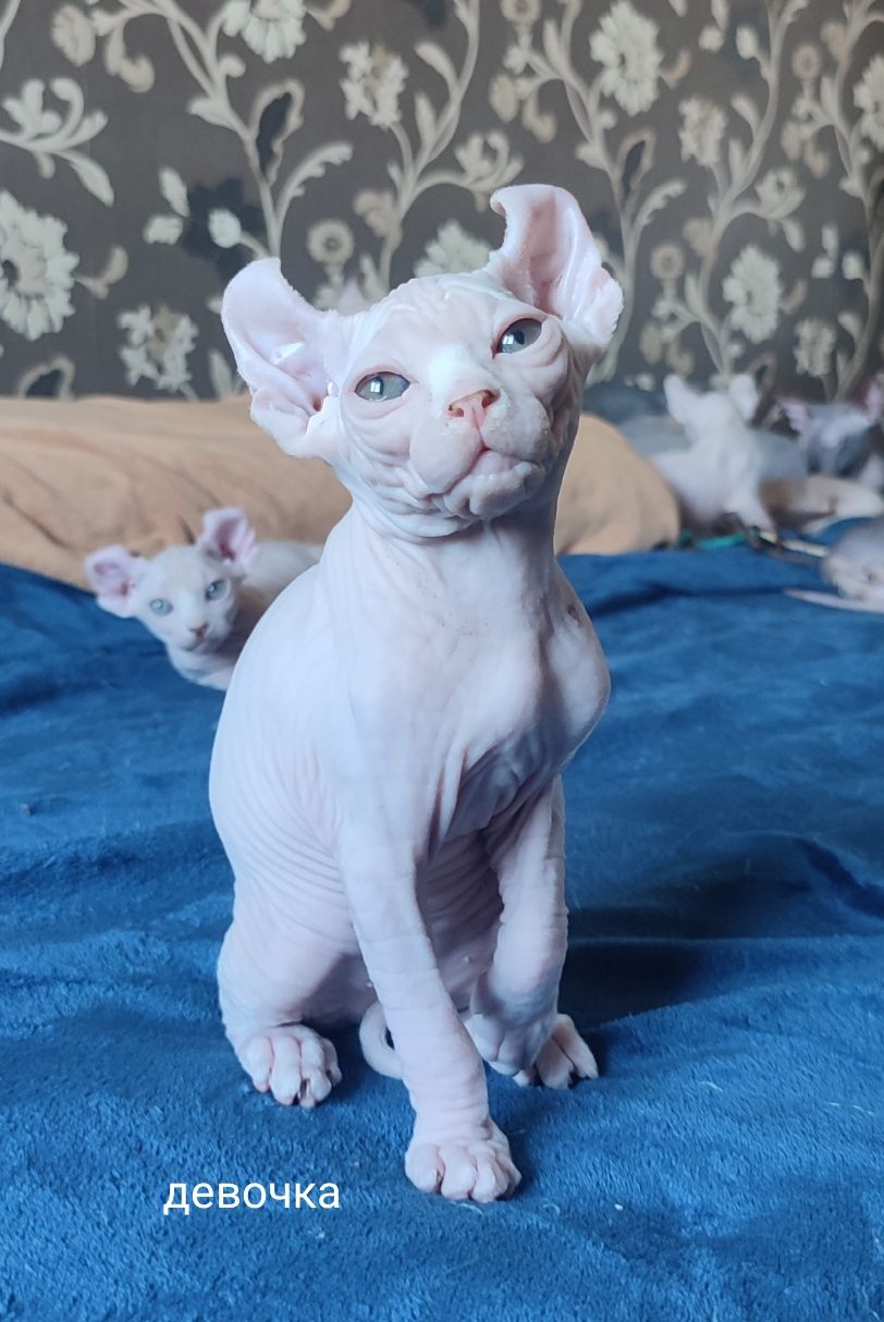Котята сфинкс эльф
