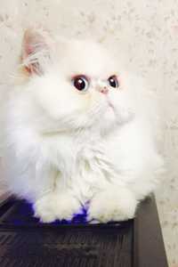 Вязка белого персидского гималайского котика