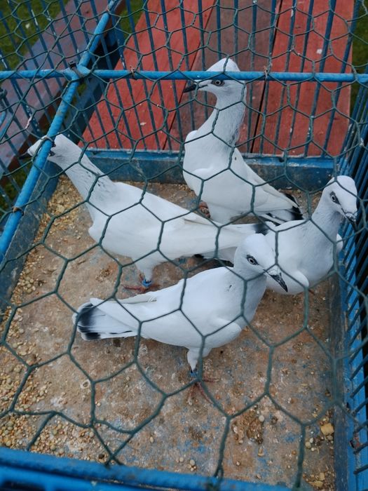 Gołębie ozdobne Kielce