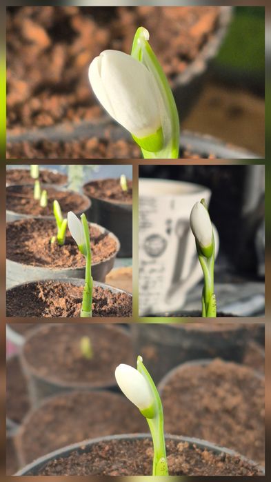 Przebiśniegi galanhus