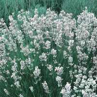 Lawenda Edelweiss /biała/ -zioła Flora Szczecin