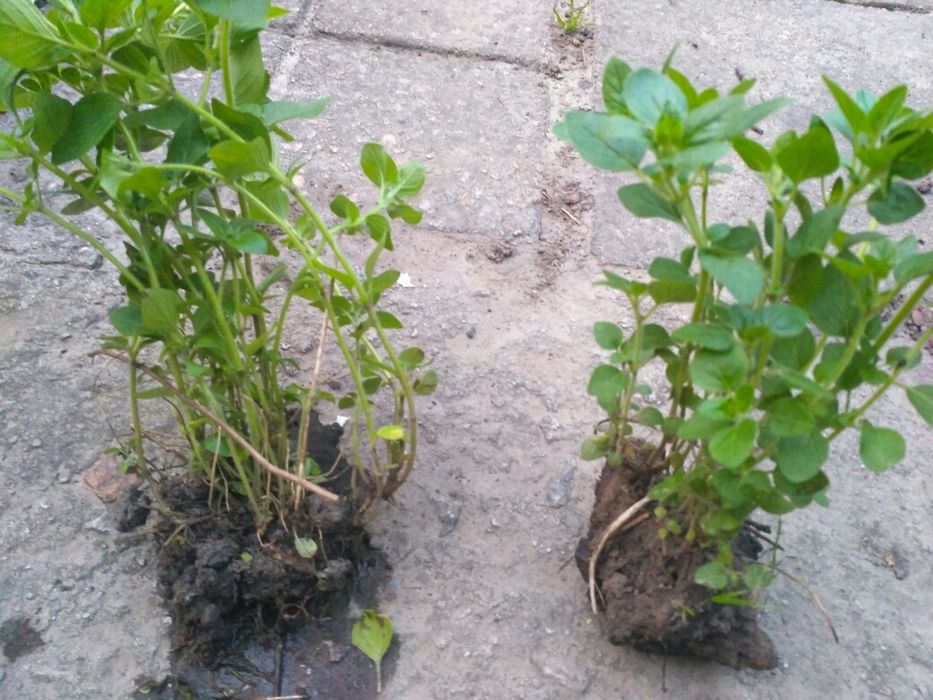 Душица, рассада.