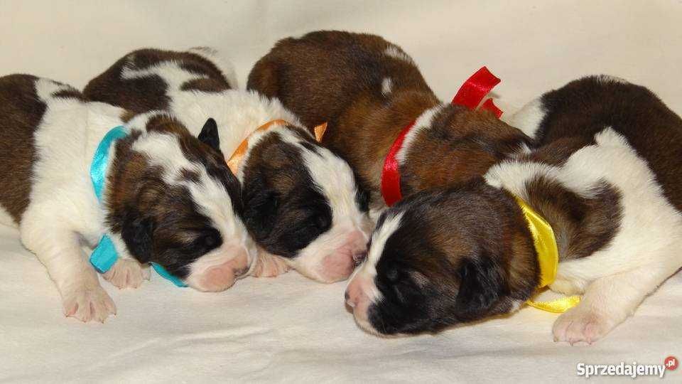 Moskiewski Pies Stróżujący Rodowód -nie Bernardyn