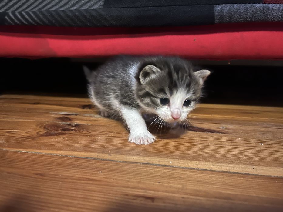 Mam do wydania cztery kociaki urodziły się 28 września .Drugi miot