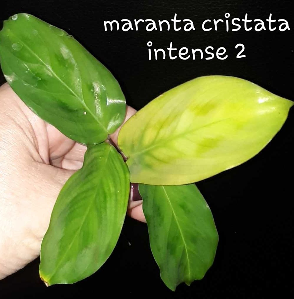 Maranta cristata intense