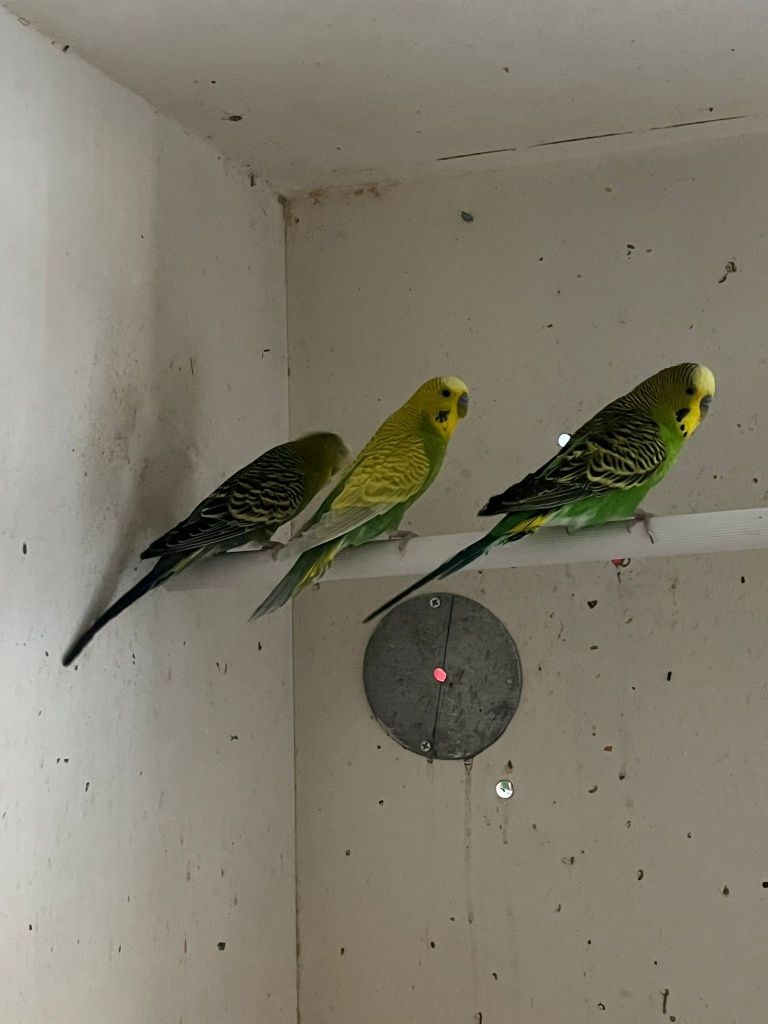 Vendo piriquitos ondulados