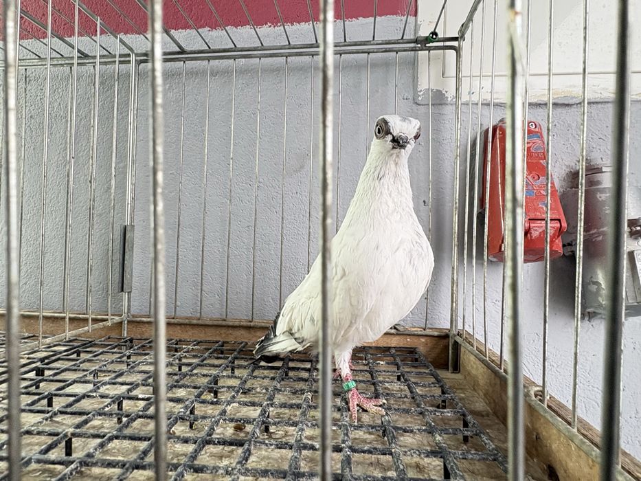 Szeki gołębie ozdobne