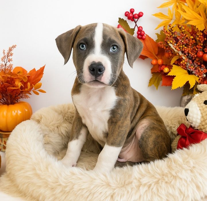 Rodzinny piesek amstaff !