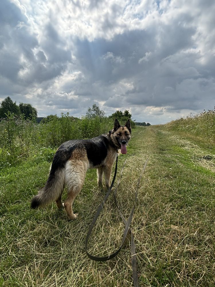 Owczarek niemiecki do adopcji
