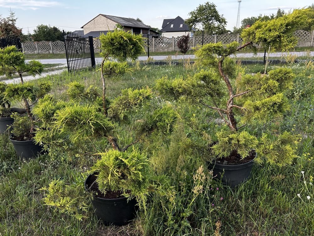 Bonsai, krzewy, rośliny