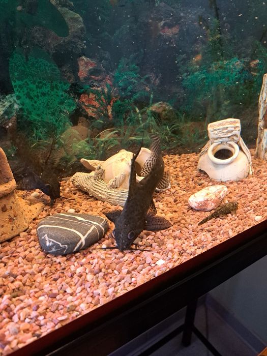 Продам акваріумні рибки