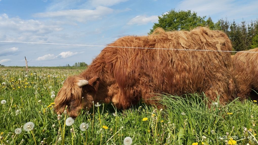 Byk Highland Cattle byczkii piękne zadbane
