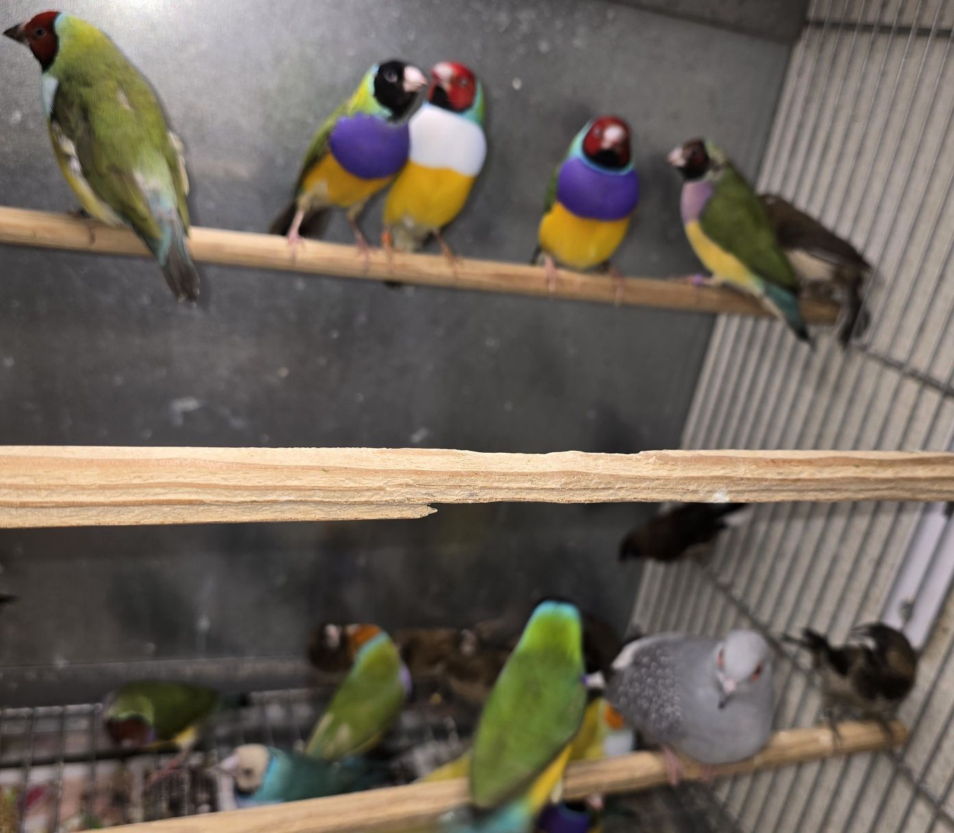 Diamantes gold aves lindas