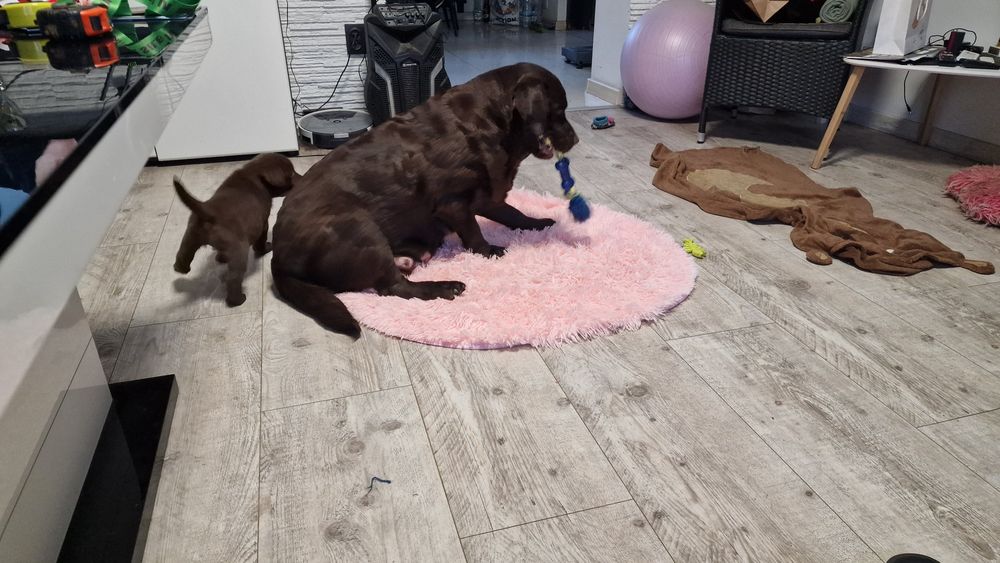 Labrador retriever szczeniak z rodowodem