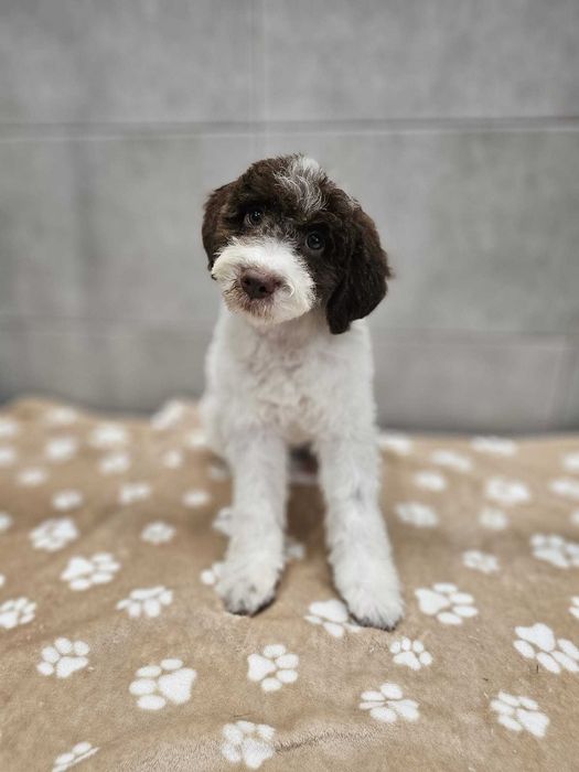 Lagotto Romagnolo FCI – biało-brązowy piesek z miotu FAIRY, Trufflove