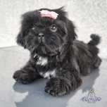 Filhote Fêmea Shih Tzu