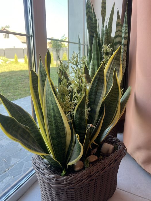 Сансевʼєрія