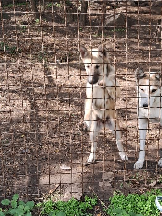 Цуценята західно-сибірської лайки щенки западно-сибирской лайки