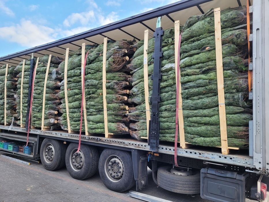 Jodła Kaukaska * 200/250cm * 1 Gatunek * Duże ilości * Duży wybór ! *