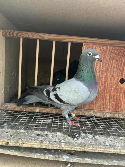 Gołębie pocztowe Adam Kosiorowski Houben