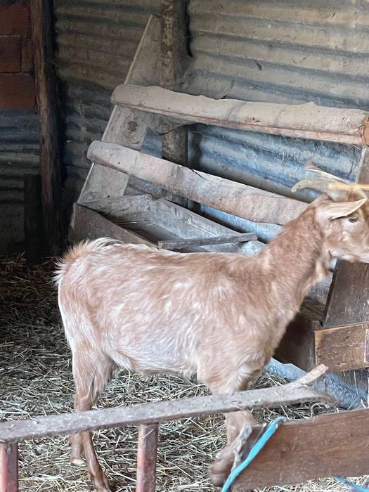 Vende-se  cabras