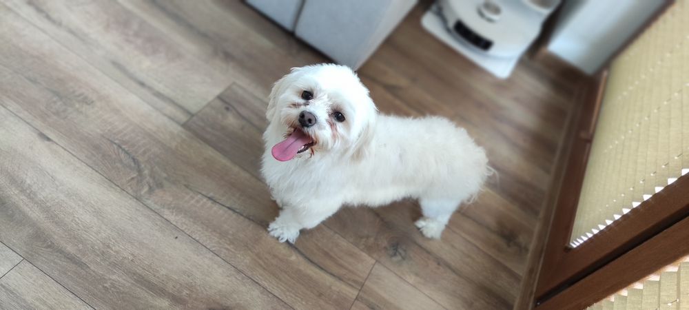 Sprzedam pieska melatanczyka