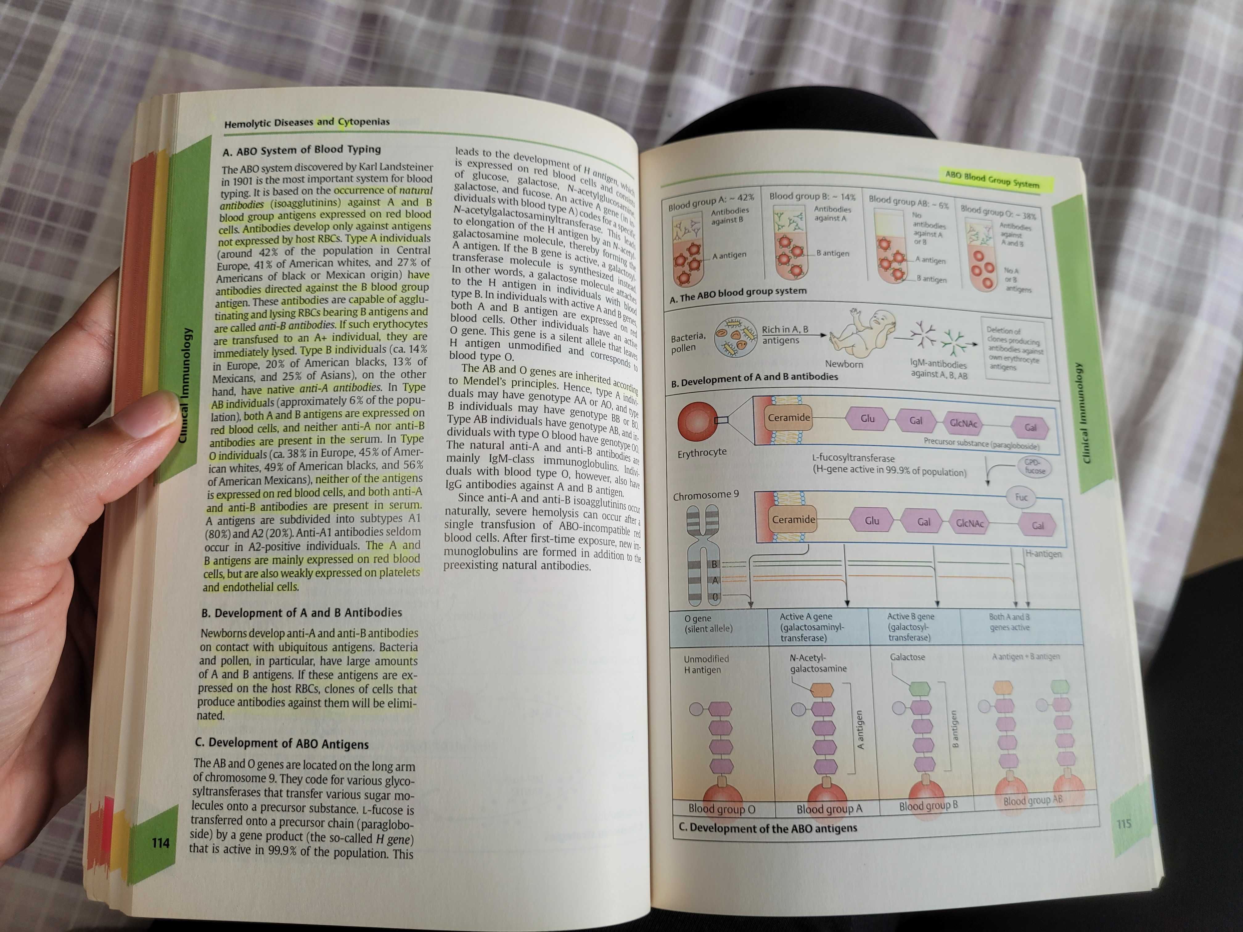 Livro Medicina "Color Atlas of Immunology" das colecções da Thieme