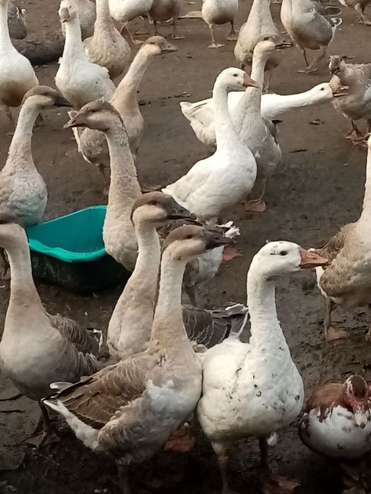 Подаються гусі гуси