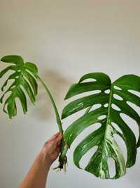 Monstera variegata duży szczyt