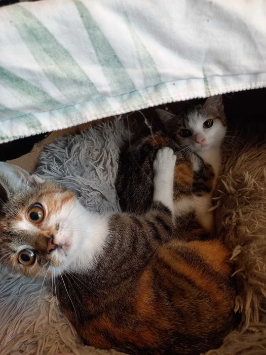 Tricolorka ok 4 miesięczna do adopcji kot kotka