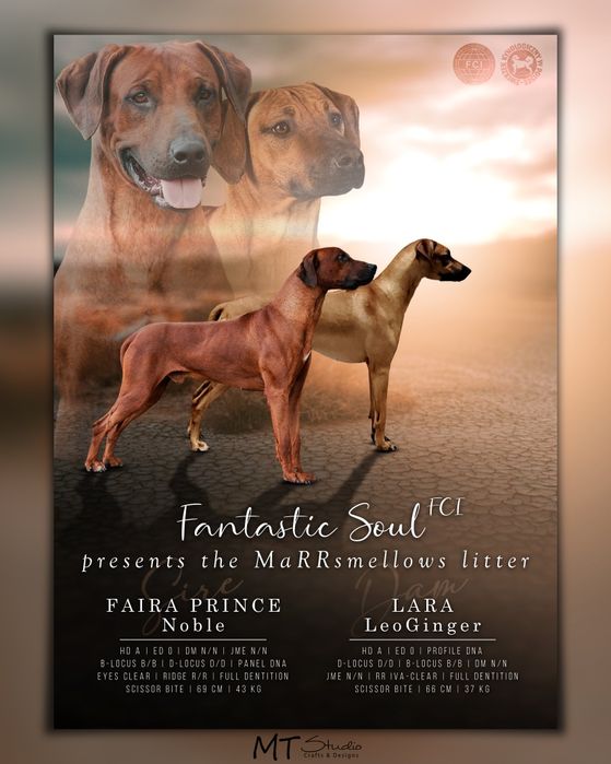 Rhodesian Ridgeback-urocza suczka