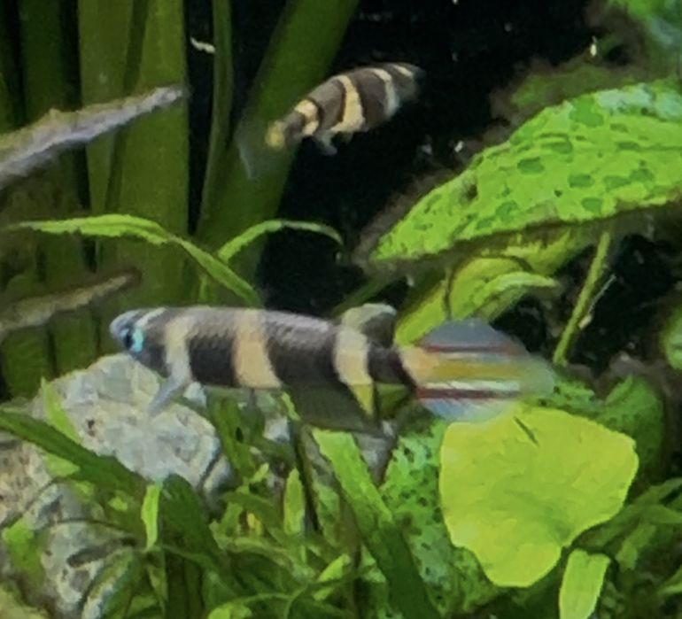 Trio de clown killifish