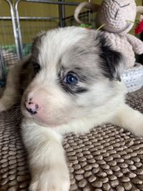 Border Collie piesek bluemerle Błękitno oki FCI, ZKwP test DNA