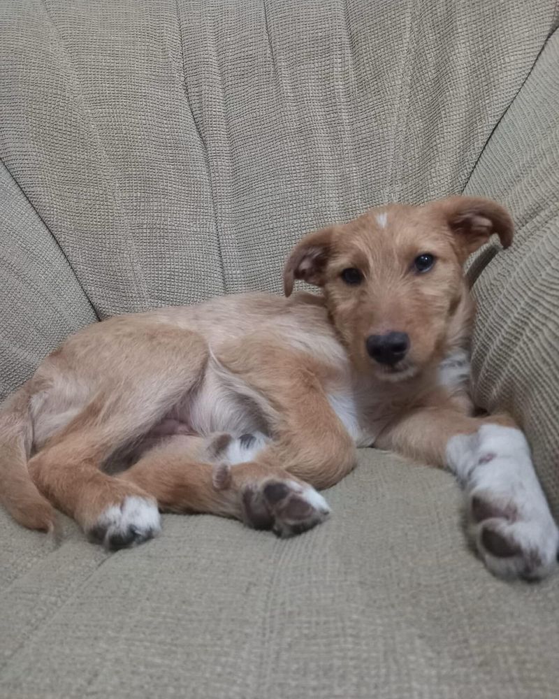 Lucky, o caozinho que dará sorte para sempre