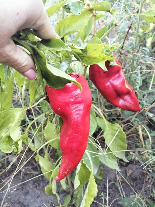 Семена болгарского перца