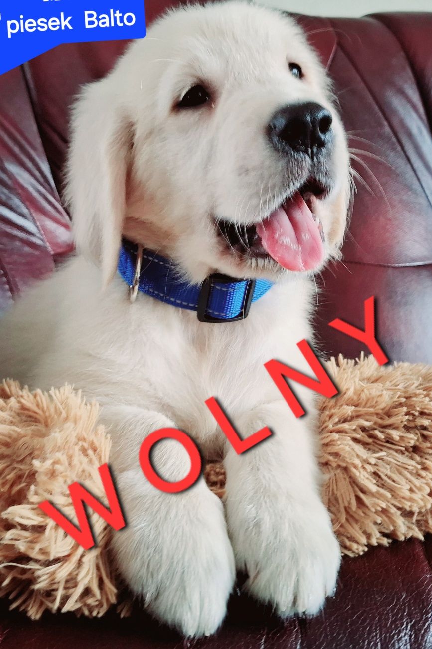 Mocny samiecGolden Retriever  do odbioru RODZICE w hodowli