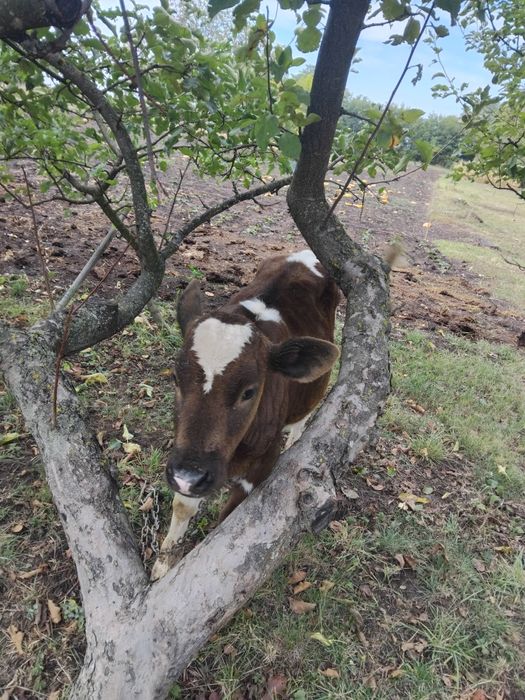 Продам пяти месячную тёлочку на корову