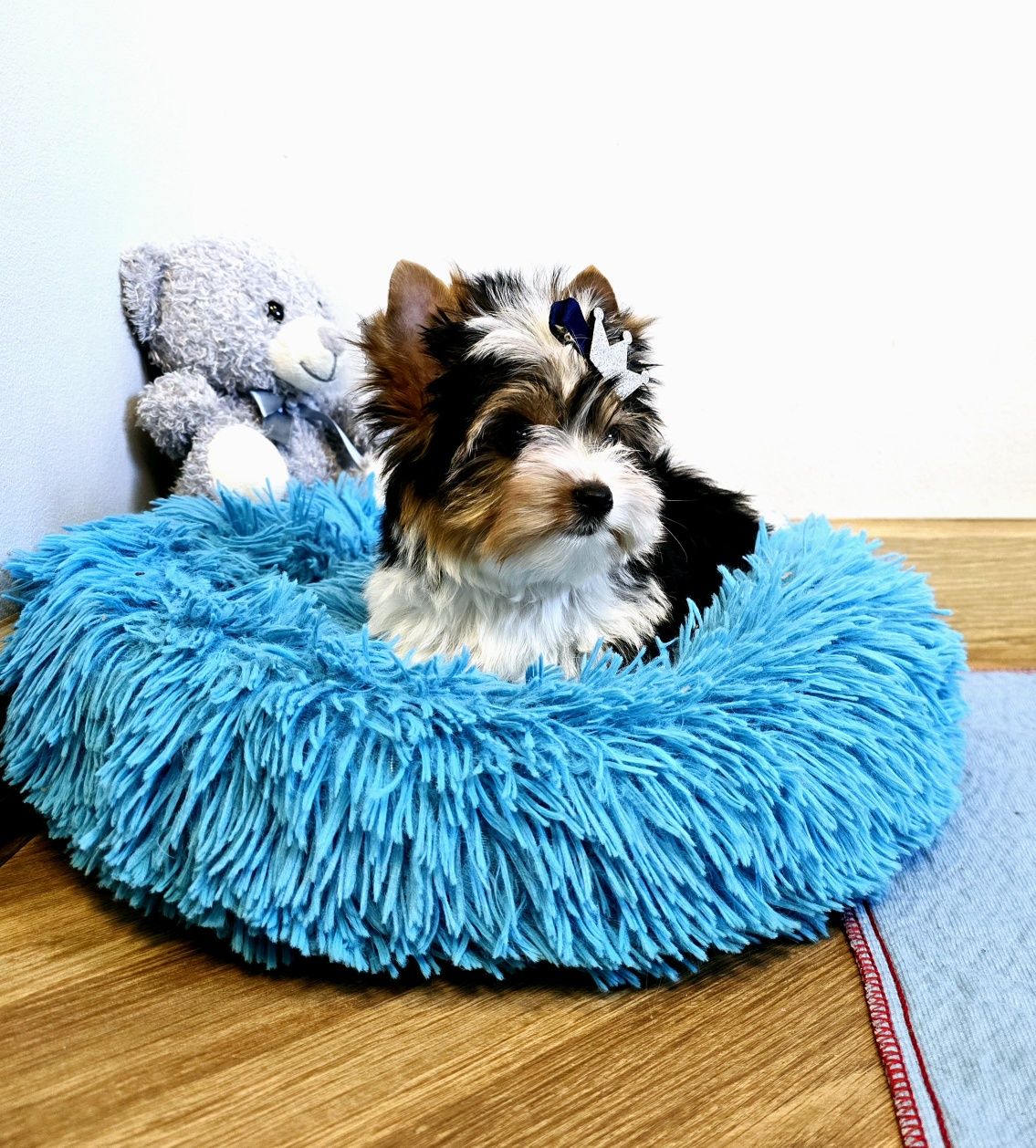 Śliczna malutka gwiazdeczka mini piesek 100% Biewer York DO Odbioru