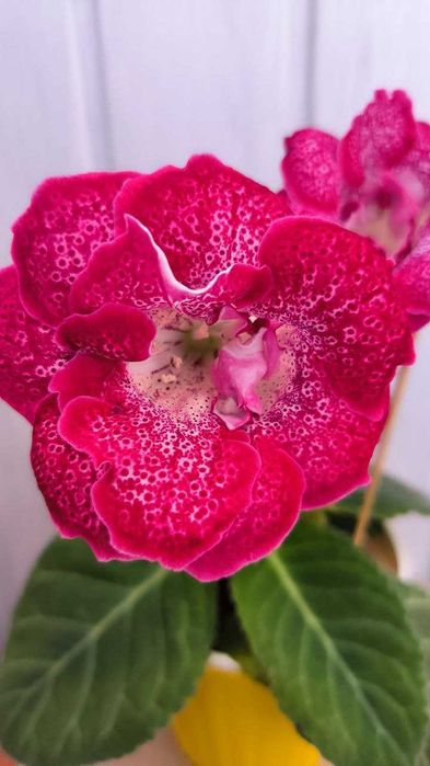 Глоксинія листочки