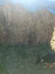 Feno nasxidiso, fardos de 320 kg,+ ou -