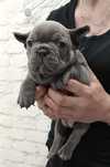 Buldog francuski niebieska sunia blue do rezerwacji