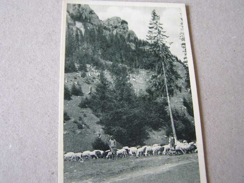 Dolina Chochołowska -Owce -kartka 1937r.